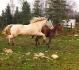 Coucou je mappelle pouliche et je suis une futur Licorne qui...