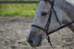oups pas d'oreilles:o il est beau pareil!<3