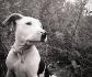 Nova ma plus jeune , Pitbull de 4 mois 
