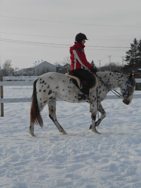 Appaloosa. travail de mise en main dans la neige :)