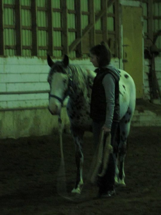 Appaloosa, désensibilisation. Une photo que j'ai retrouvée des débuts de l'entrainement de...