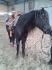 ma super Dolly