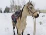 spirit en promenade d'hiver