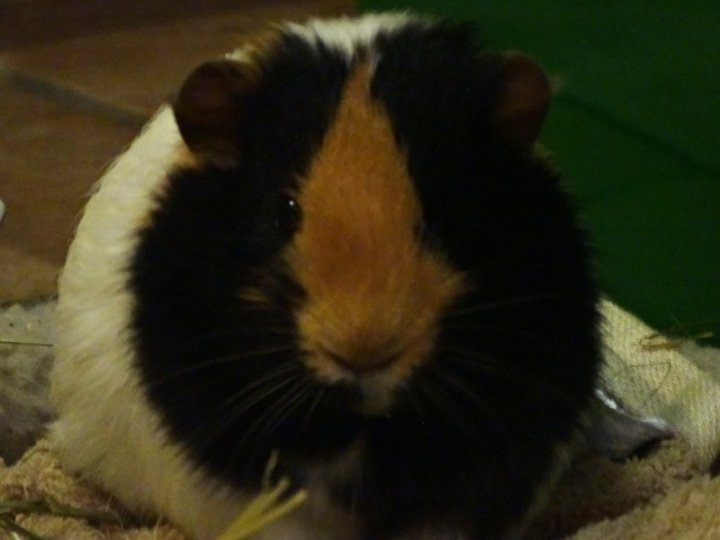 Mon petit Bubble lors d'une de ses sorties