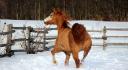 Sir Chiko Blues, mon cheval
