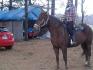 jument canadienne  de 5 ans a l`entrainement 
