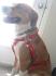 Harnais pour chien nouveau genre :P