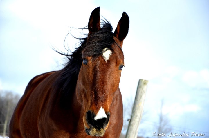 Quarter horse, thoroughbred, bai. Le plus beau des Appendix!