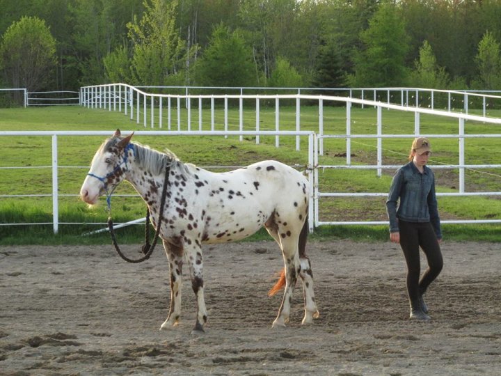 Hongre, appaloosa, licou. Photo de cette été un petit groud tied ! :)