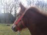 Ananas &#9829; Pouliche Haflinger de 3 ans...