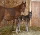 le petit sky frost est né se matin le 30 mars :) 