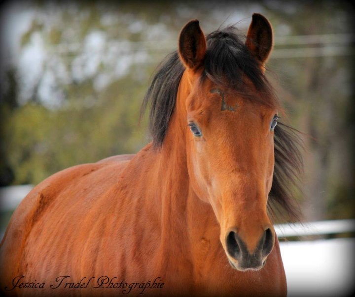 Hongre, quarter horse. Custom Gold Medal, 4 ans, et sa scratch d'Harry Potter
