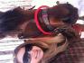 Moi et mon cheval Storm