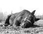 ZZZzzzzz... On se la coule douce sous cette...