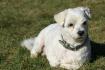 Mon petit chien Flocon nous a quitter ce lundi de...