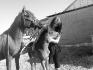 Une jument, son poulain et une fille