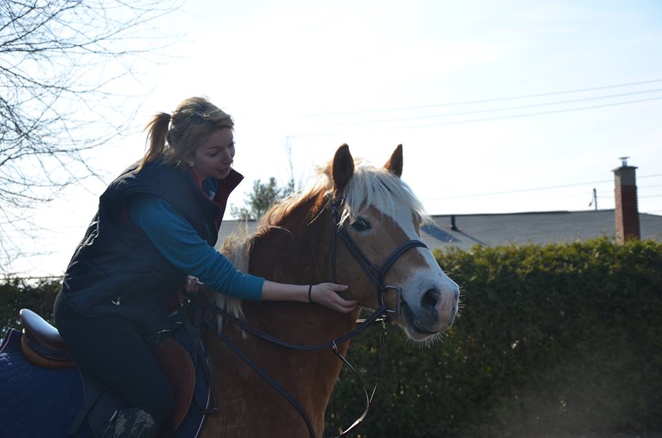 Hongre, haflinger, collier de chasse. Lightening Jack :)