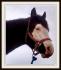 Smoothie mon poulain paint étalon de bientot 2 ans 
