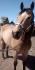 Hongre quarter horse buckskin