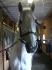 Cheval dans l'écurie