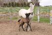 Bisou maman!  (L)  Alto, poulain PRE