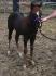 Petite Holly, pouliche QH, 2 mois