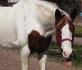 bambou le plus beauu
