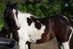 Myska, 3 ans