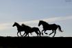 Chevaux aux galop avec coucher de soleil