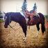 Poney qui muscle! Regardez-moi cette encolure!
