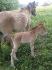 Sheyenne;Ma pouliche née le 24 Avril 2014;Race Fjord <3