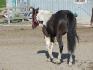Abee, 28 mois, belle petite shape!