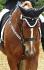 Brazile, comp&eacute; de dressage, juillet 2014. :)