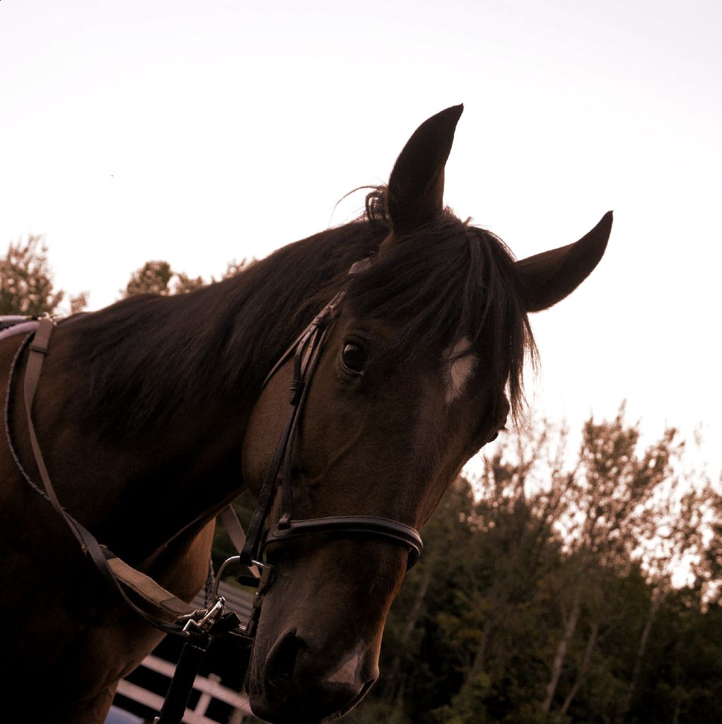 (c) Karine Morin Photos