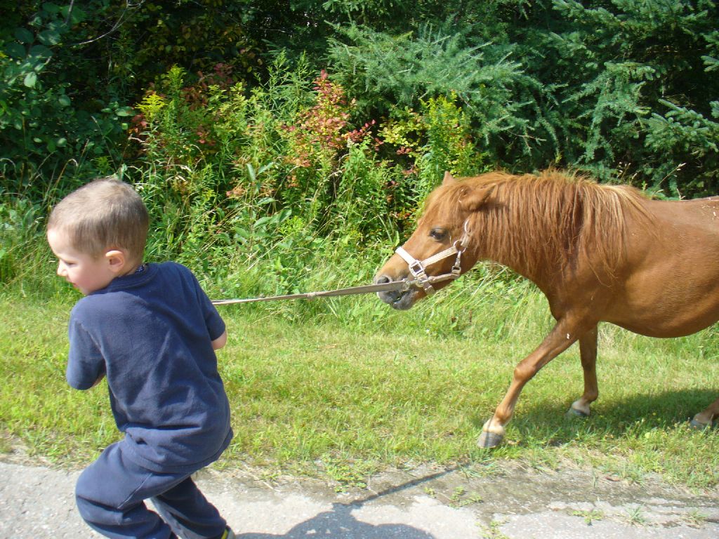 Poney, randonnée. Allez! Fini l'herbe!