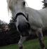 #Selfie façon percheron ;)