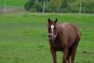 Cheval dans un paturage vert