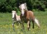 Haflinger Jument et poulain, Elevage Grison