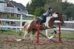 jument de lignée reining/plaisance que j'entraine...