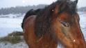 Petit poney <3