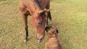Ma pouliche et mon chien ! :) adorable 