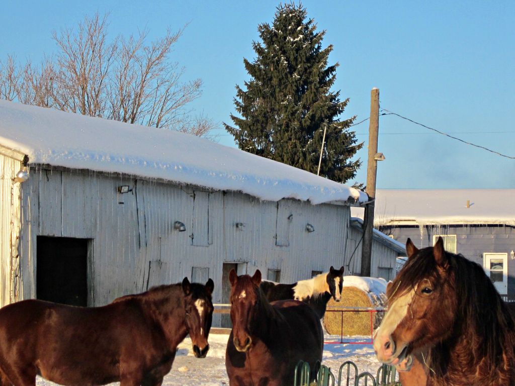 Cheval canadien, clydesdale, paint horse. Une partie du groupe.