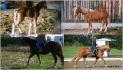 C'est fou comment un cheval peu changer au cours...