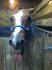 Cheval qui tire la langue