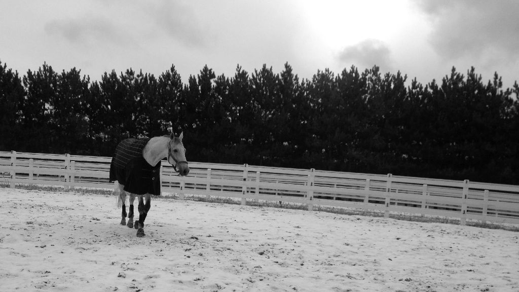 Mon cheval dehors