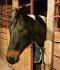 Cheval qui sort la tête du box
