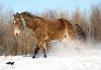 Kinder dans la neige