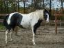 Ma paso fino, Bravada