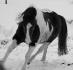 Myska au galop dans son enclos