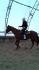 Un grand Thouroughbred x QH de 17 mains
